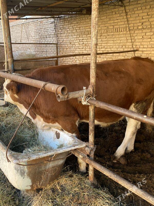 симинтал - Туркменабат - img 7