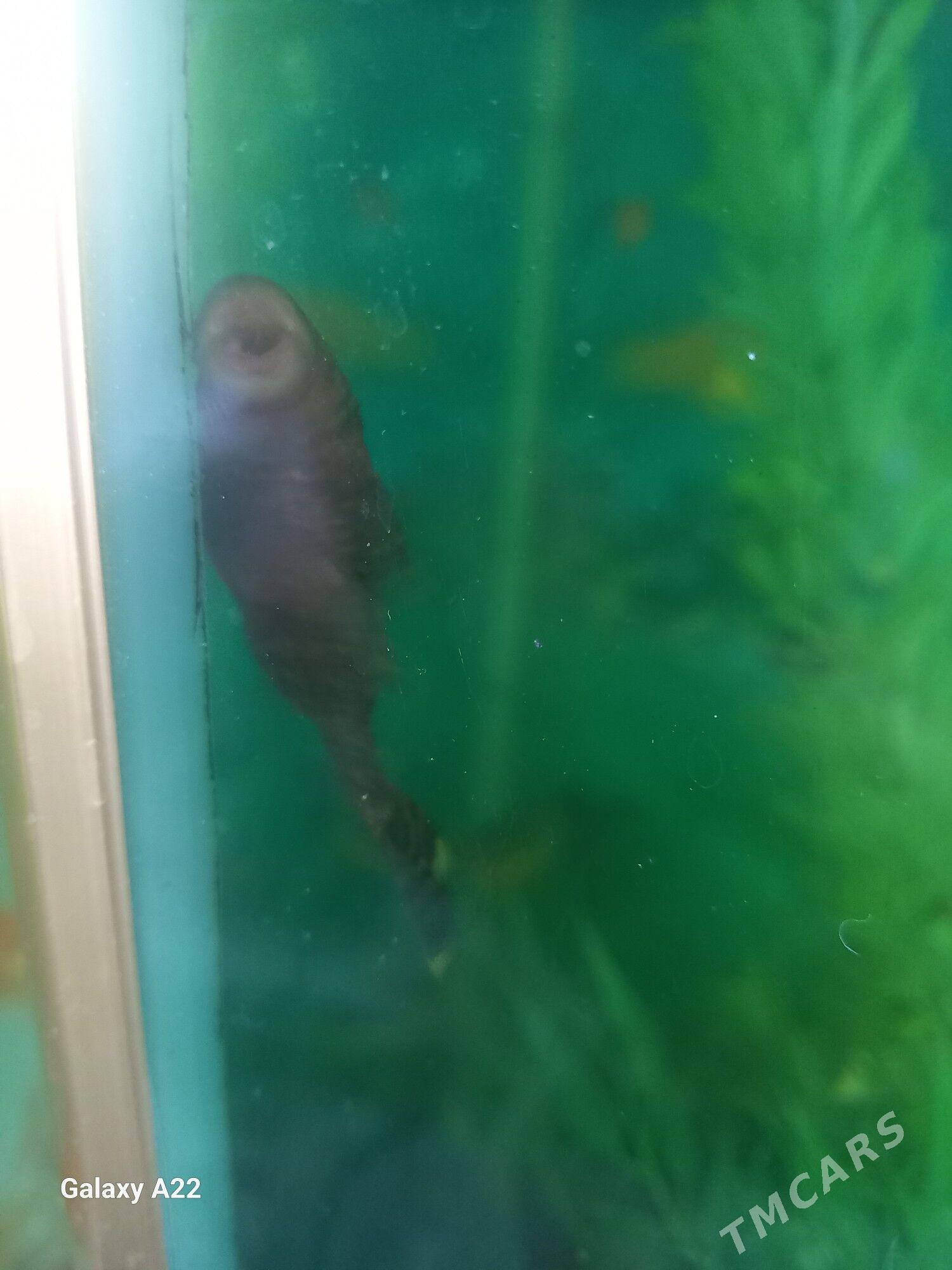 сомики анцистусы 5 см - Ашхабад - img 3