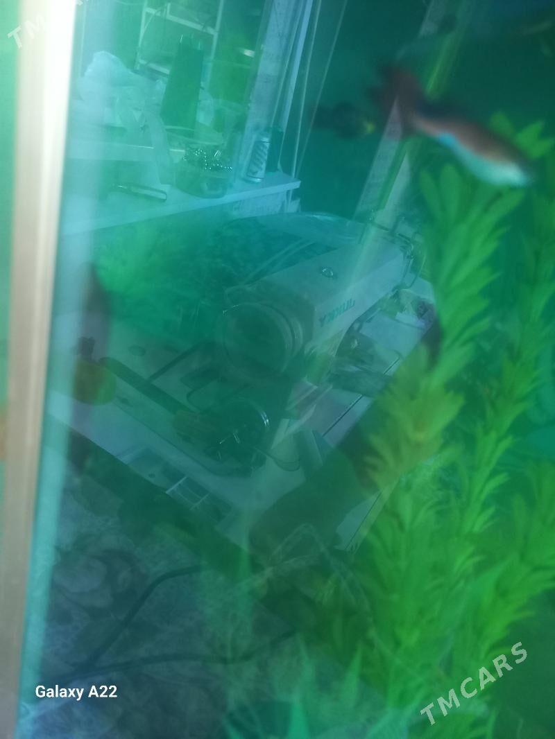 сомики анцистусы 5 см - Ашхабад - img 2