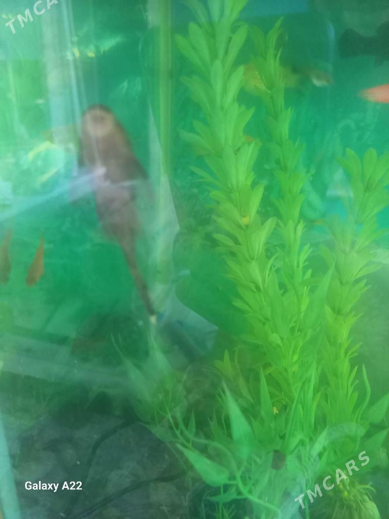 сомики анцистусы 5 см - Ашхабад - img 4