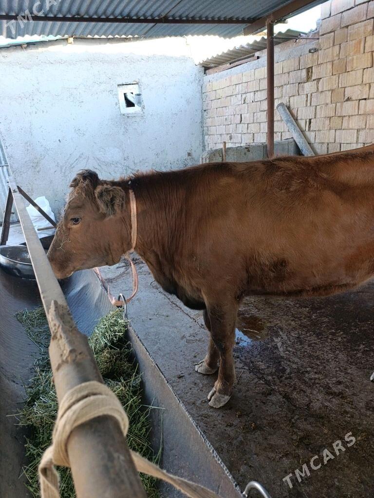 tuwe - Ашхабад - img 4