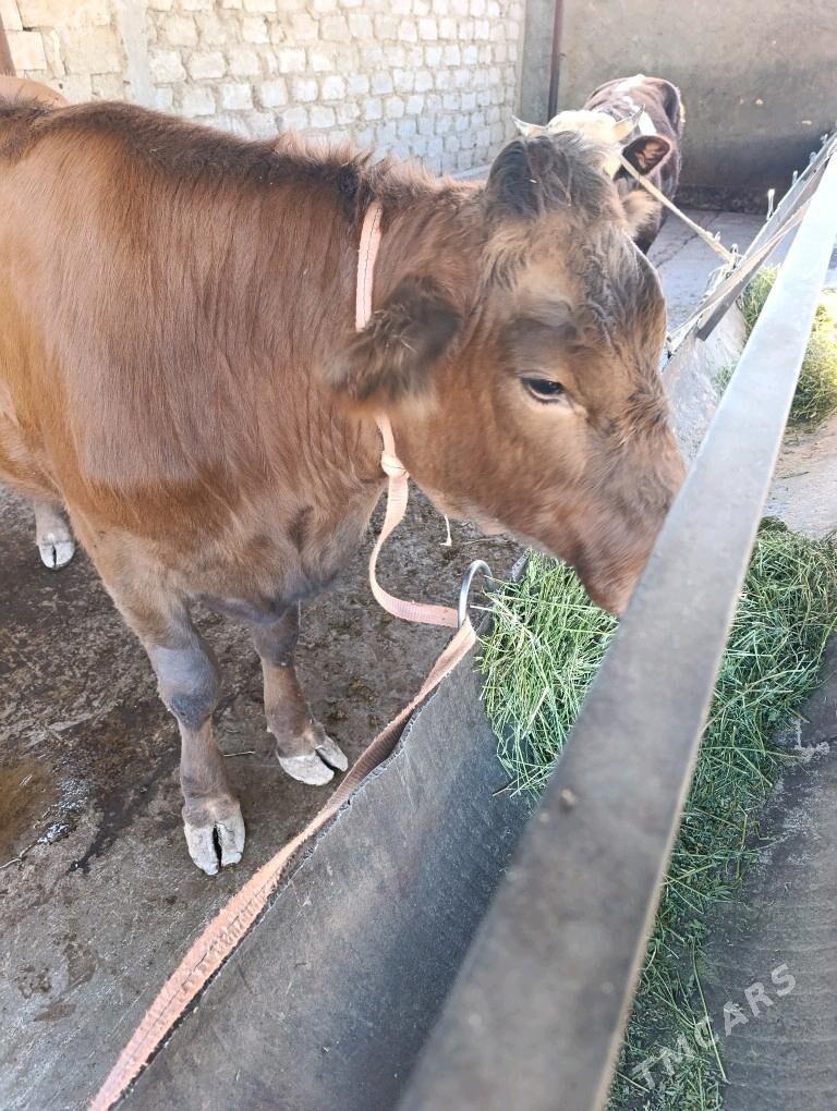 tuwe - Ашхабад - img 5