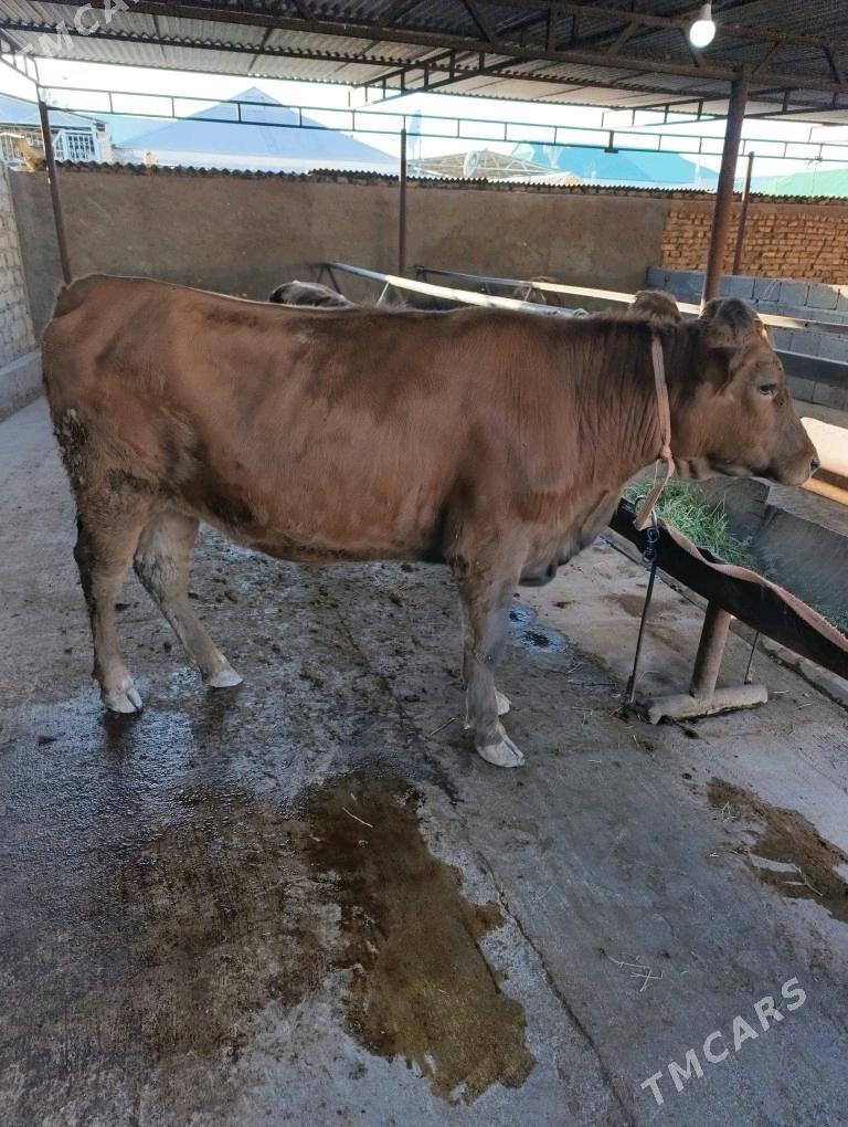 tuwe - Ашхабад - img 2