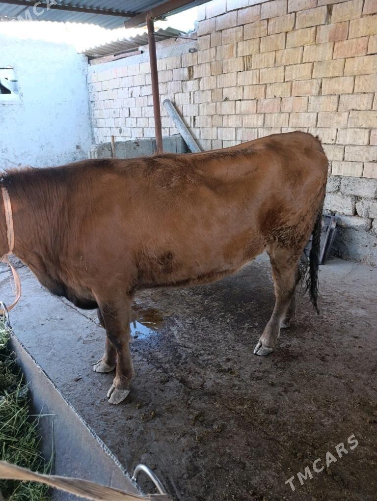 tuwe - Ашхабад - img 3