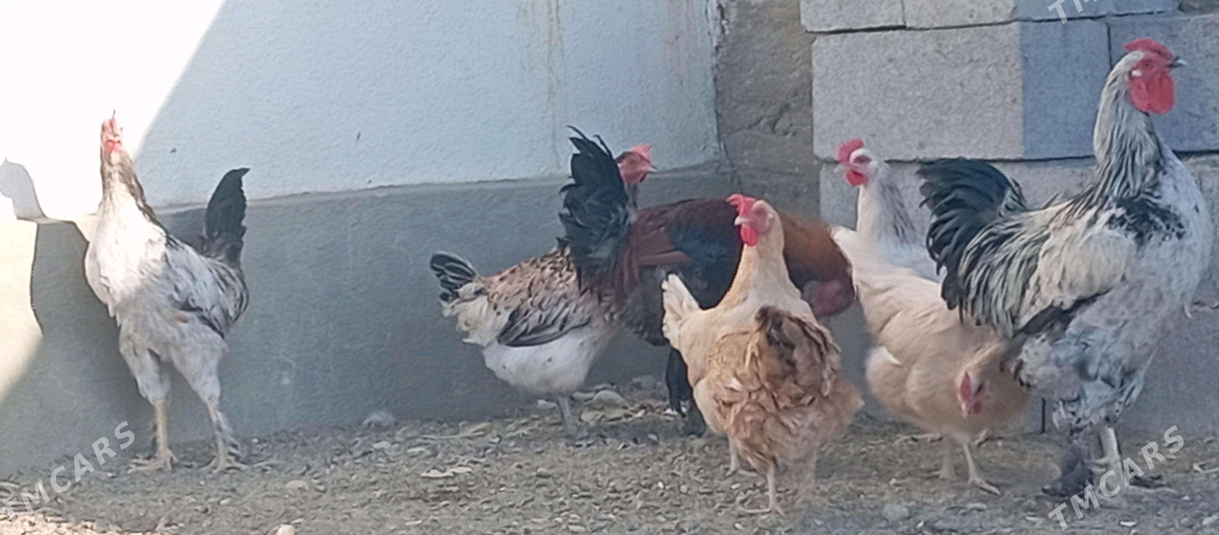 HoraZ - Гумдаг - img 3