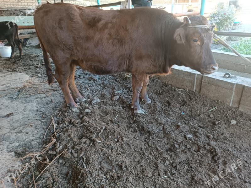 Gunajyn - Туркменабат - img 2