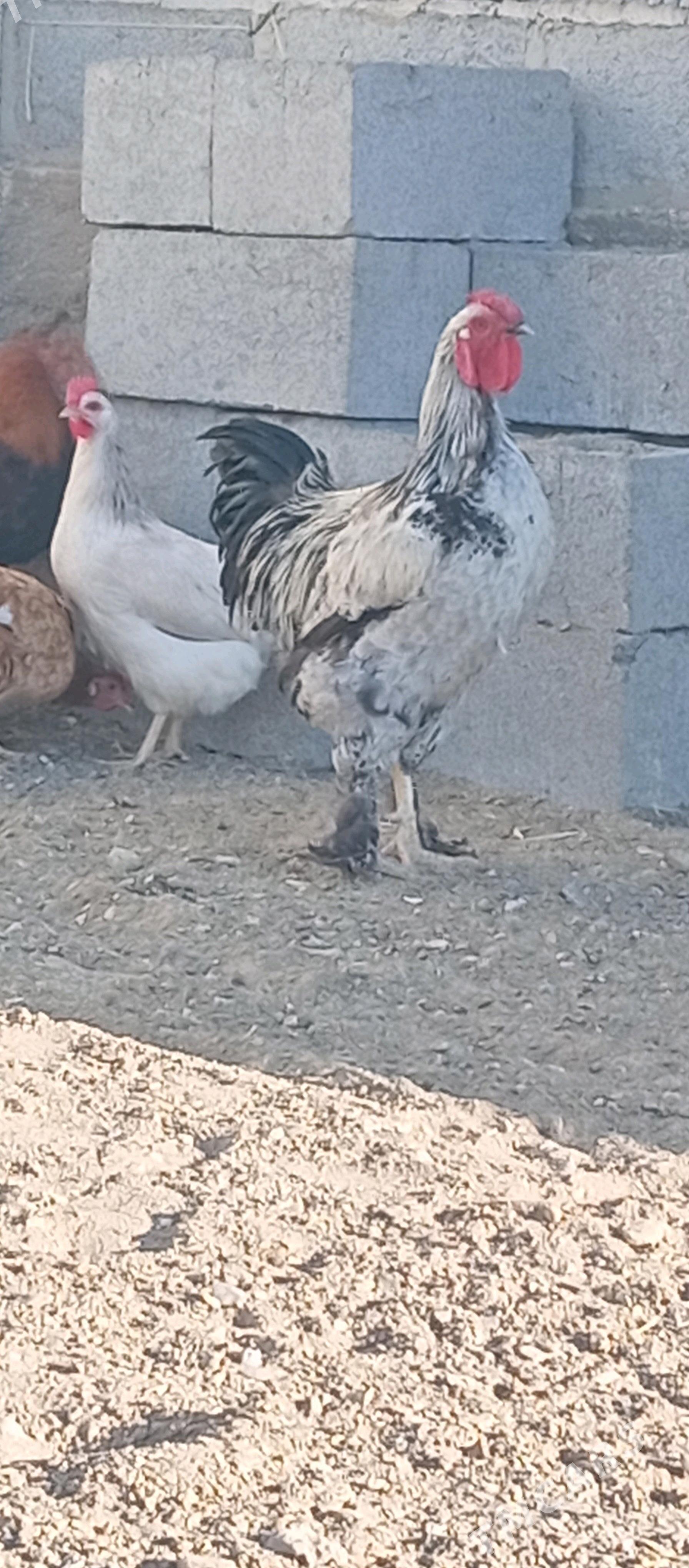 HoraZ - Гумдаг - img 2