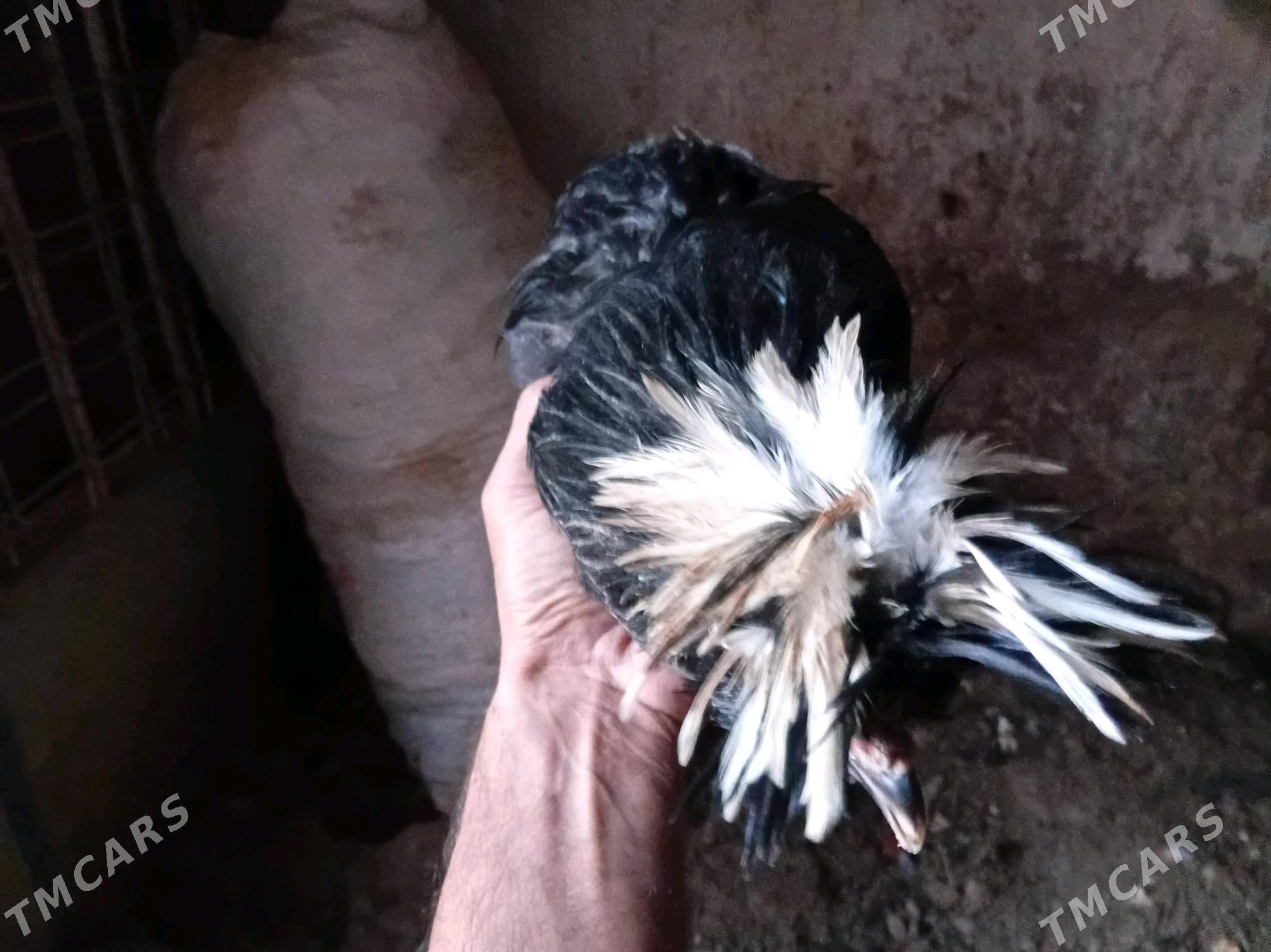 karlik AK telpek Fizan - Ашхабад - img 3