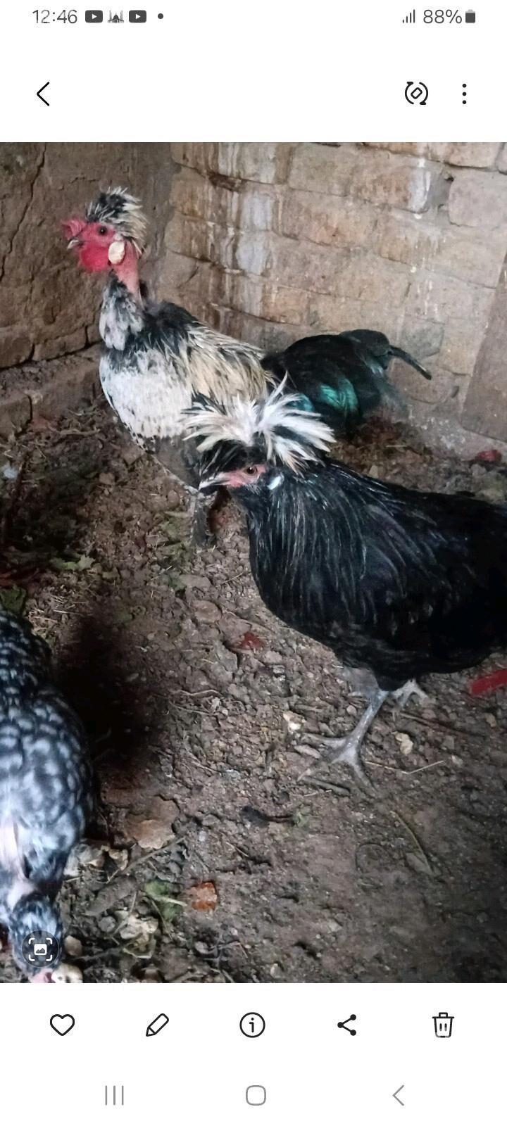 karlik AK telpek Fizan - Ашхабад - img 5