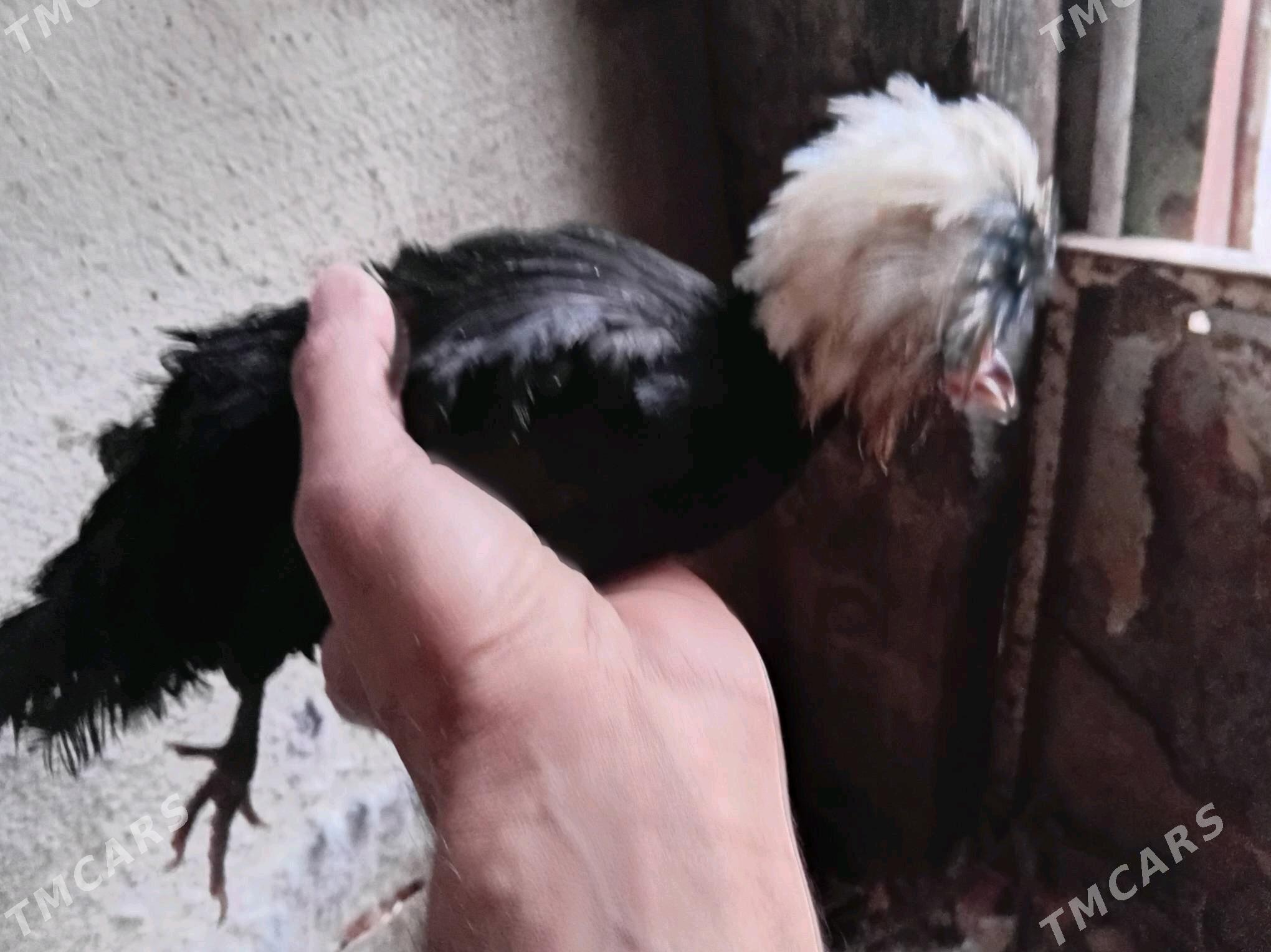 karlik AK telpek Fizan - Ашхабад - img 1