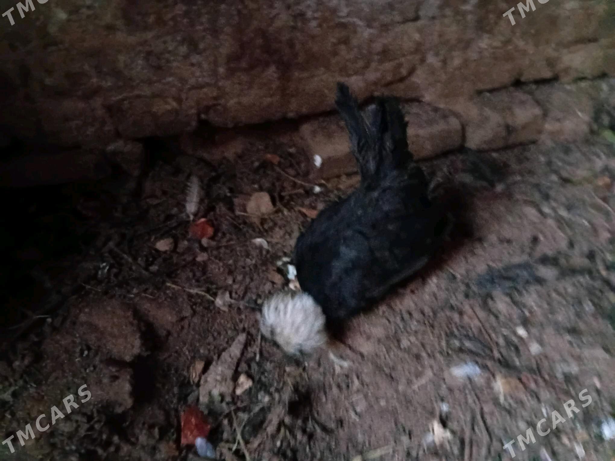 karlik AK telpek Fizan - Ашхабад - img 4