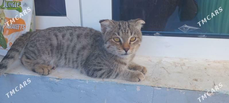 pisik - Анев - img 4