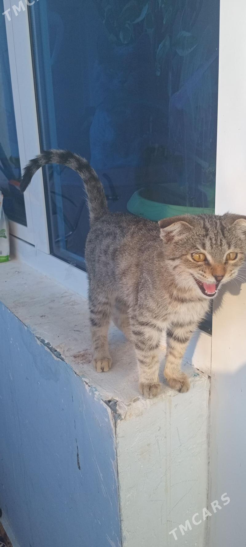 pisik - Анев - img 3