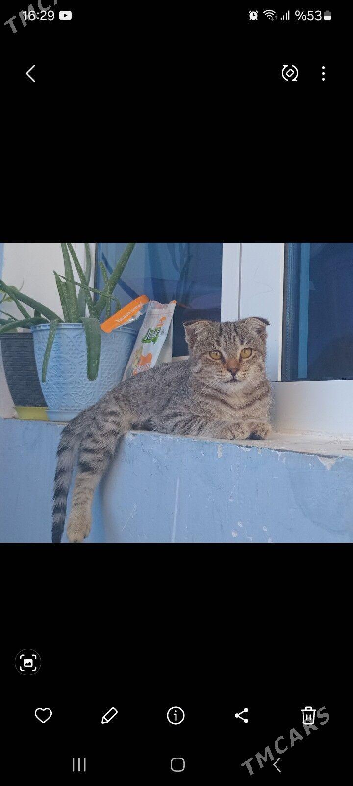 pisik - Анев - img 2