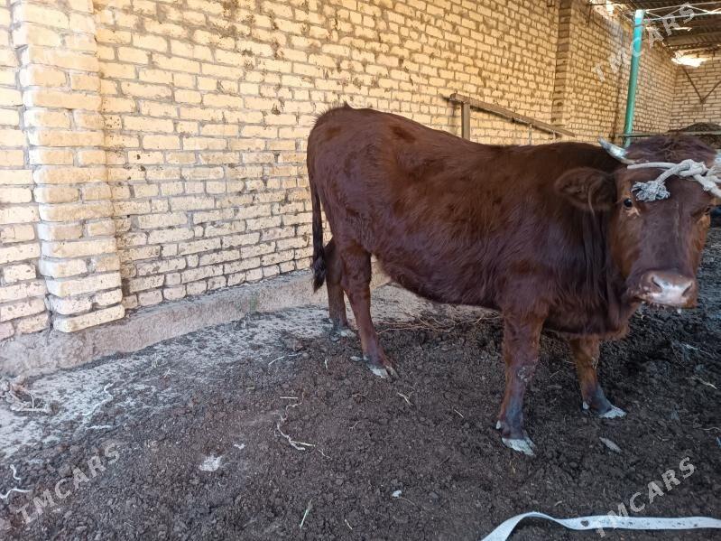 Gunajyn - Туркменабат - img 3