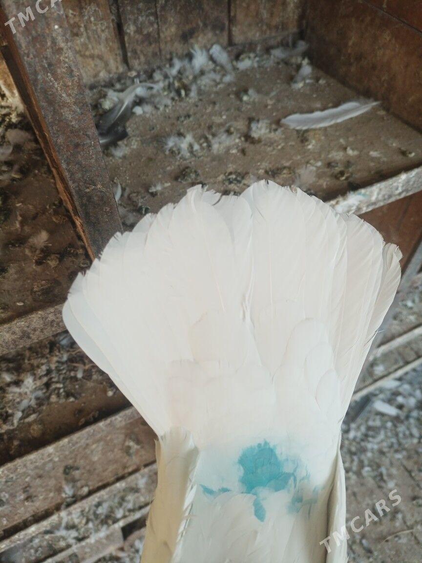 ak kepderi - Türkmenabat - img 1