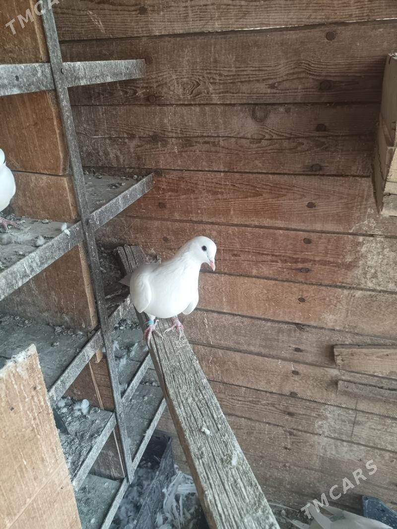 ak kepderi - Türkmenabat - img 4