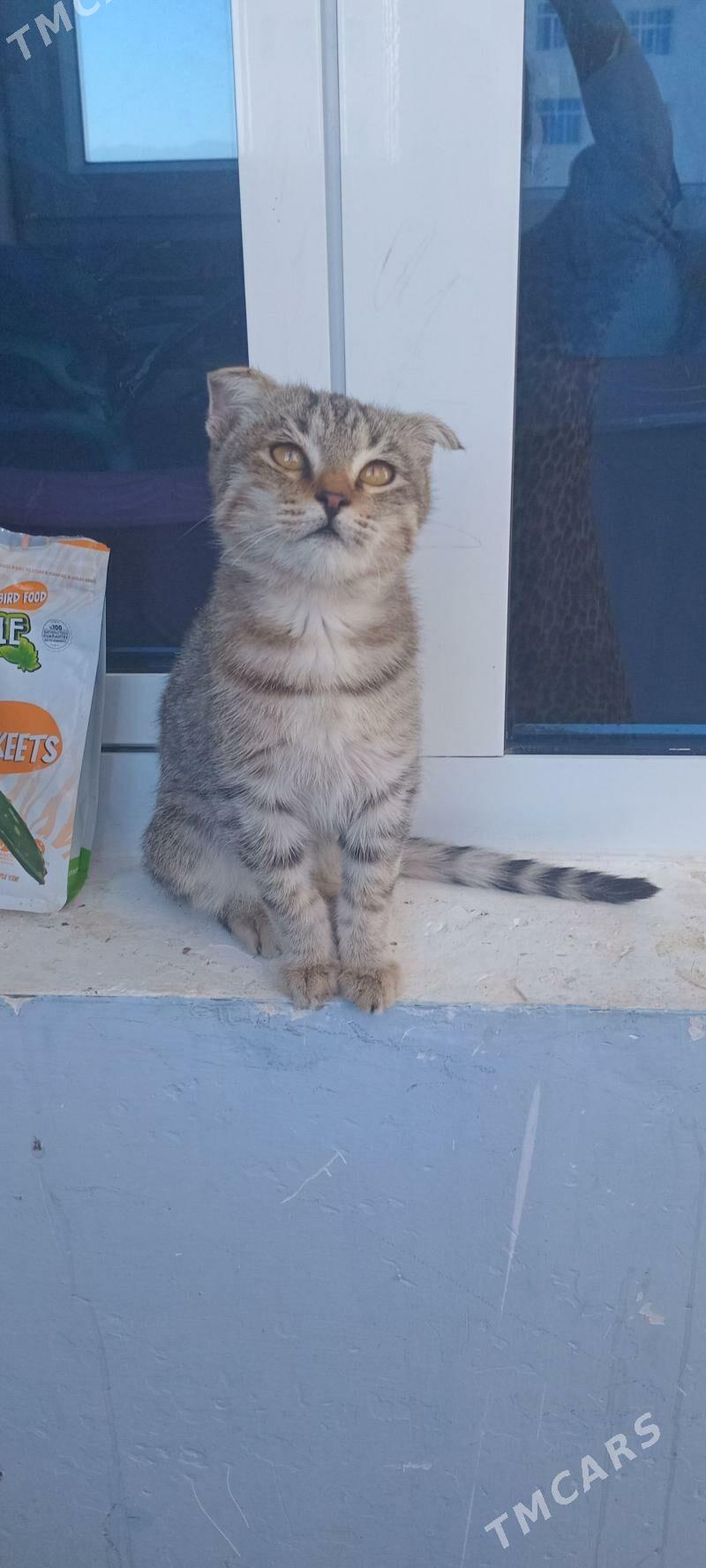 pisik - Анев - img 5