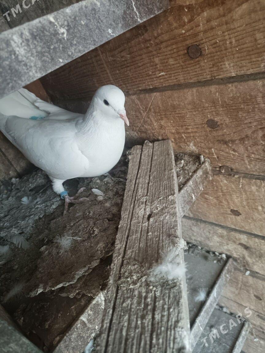 ak kepderi - Türkmenabat - img 2