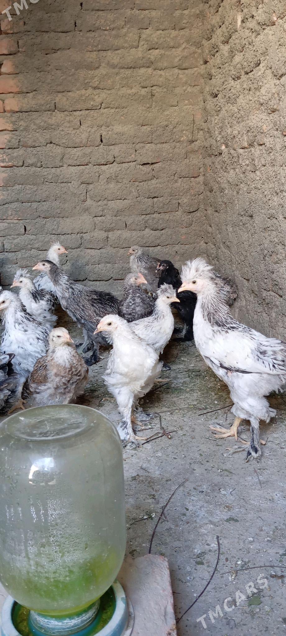 Balgar juje - Bäherden - img 1