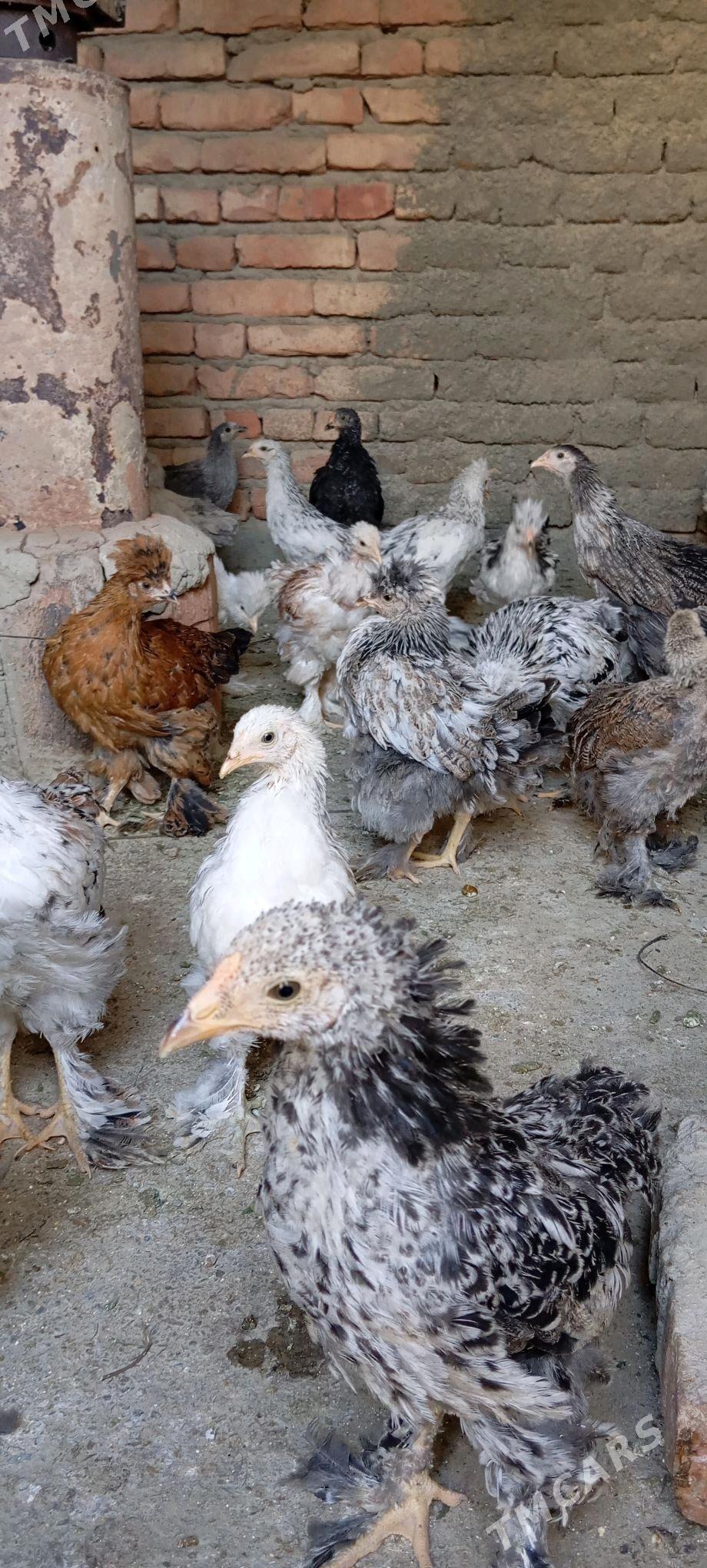 Balgar juje - Bäherden - img 2