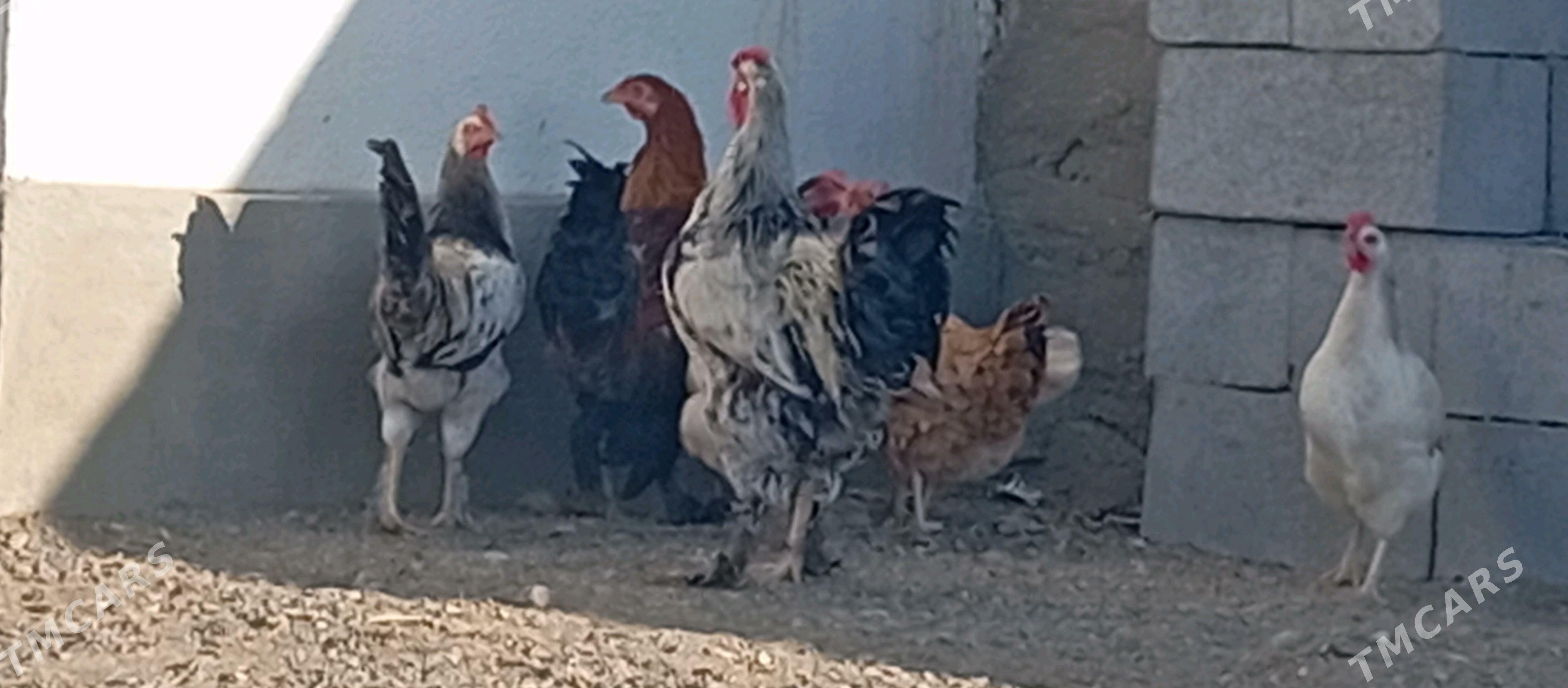 HoraZ - Гумдаг - img 5