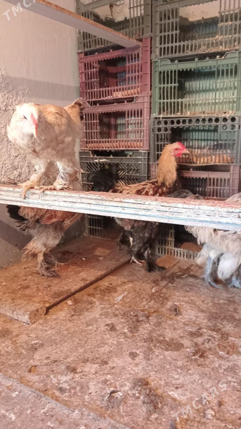 Balgar. - Hitrowka - img 2