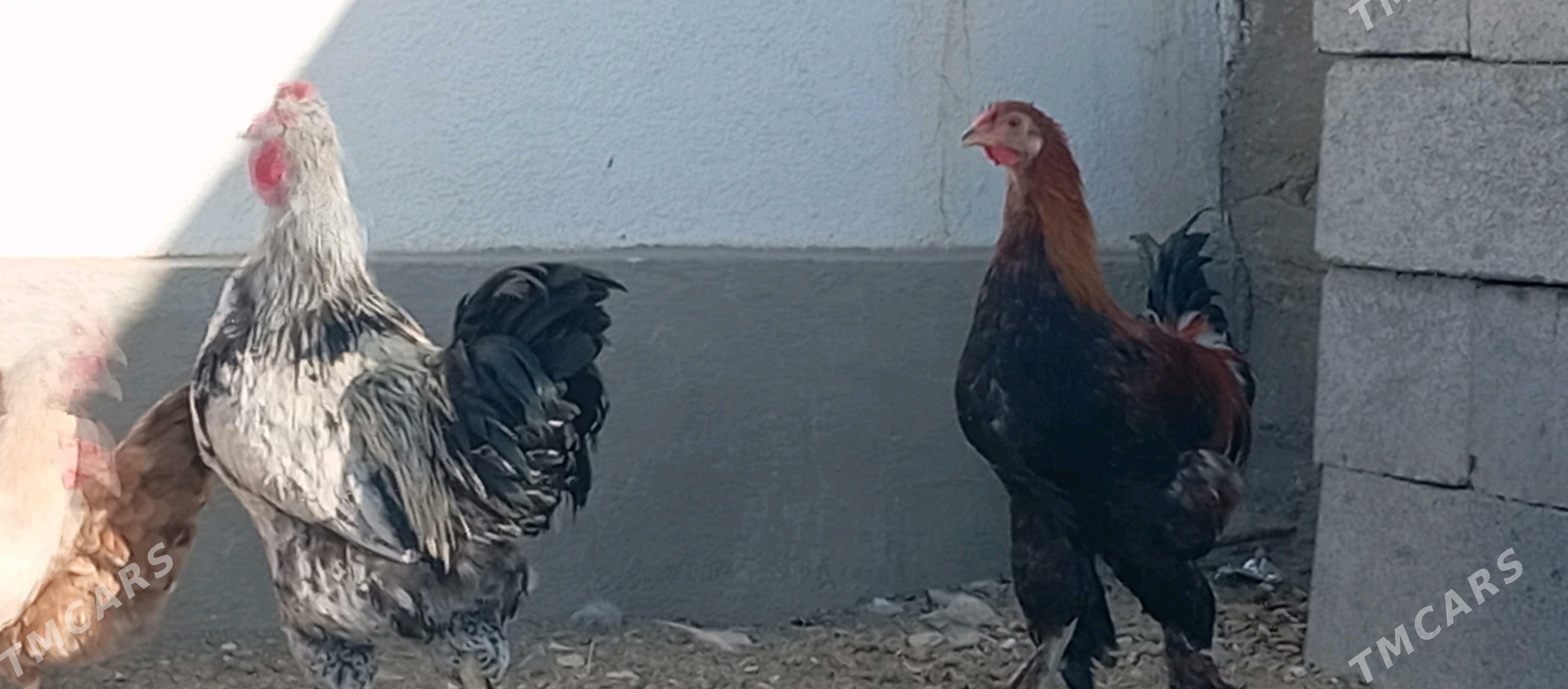 HoraZ - Гумдаг - img 6