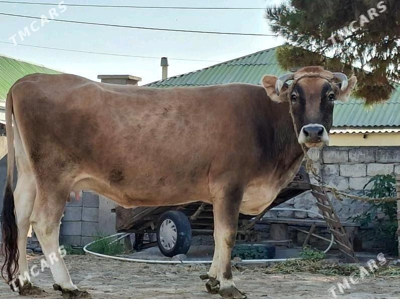 Sygyr - Aşgabat - img 2