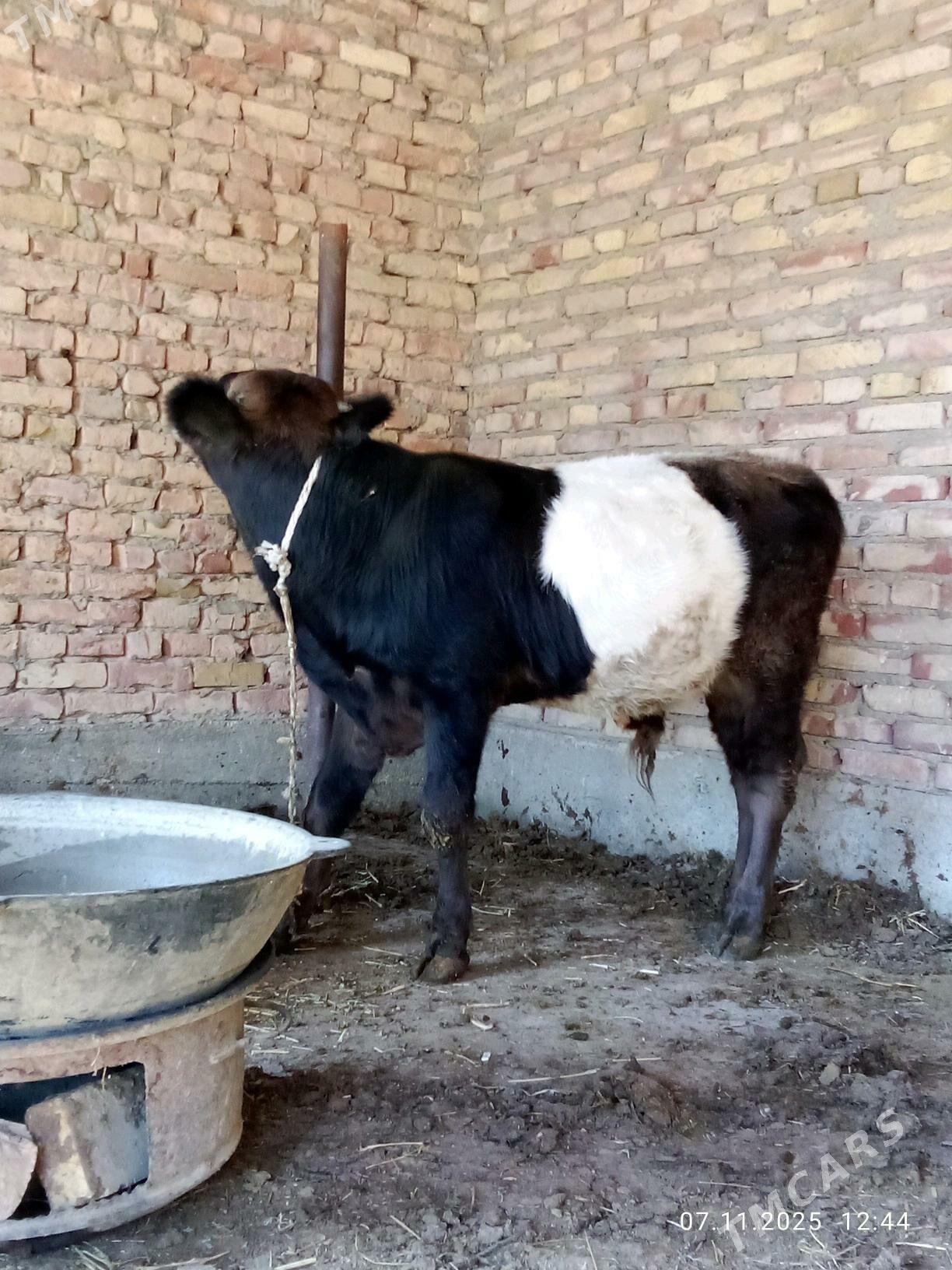 Öküz Gibrit Tohum 8 aýlyk - Gökdepe - img 2