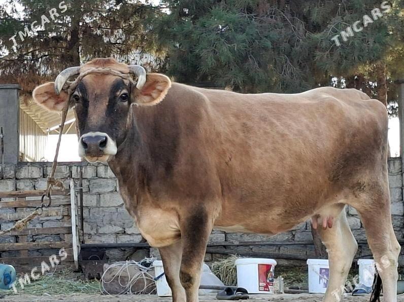 Sygyr - Aşgabat - img 3