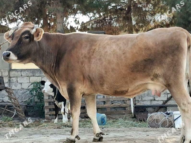 Sygyr - Aşgabat - img 4