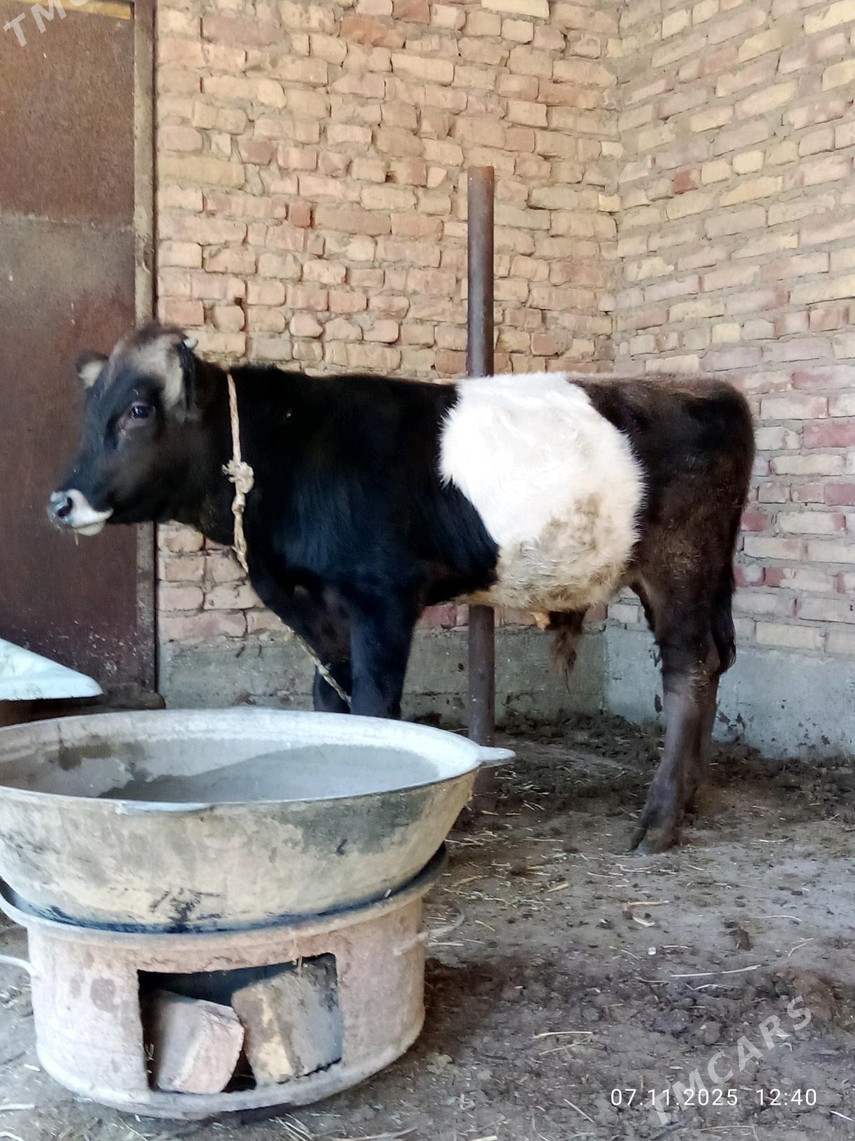 Öküz Gibrit Tohum 8 aýlyk - Gökdepe - img 3