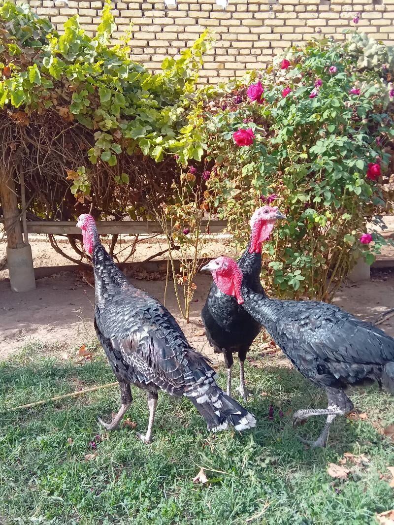 lnduk - Mary - img 2