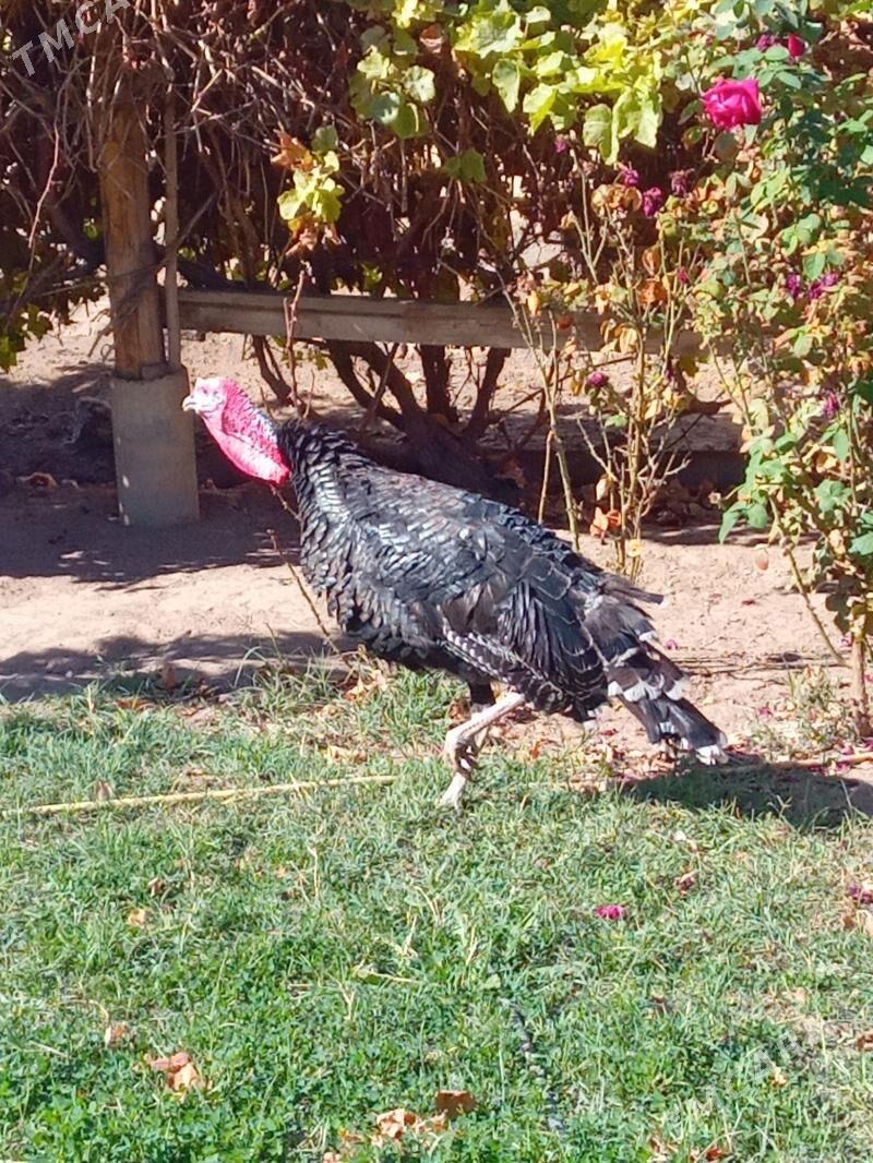 lnduk - Mary - img 3