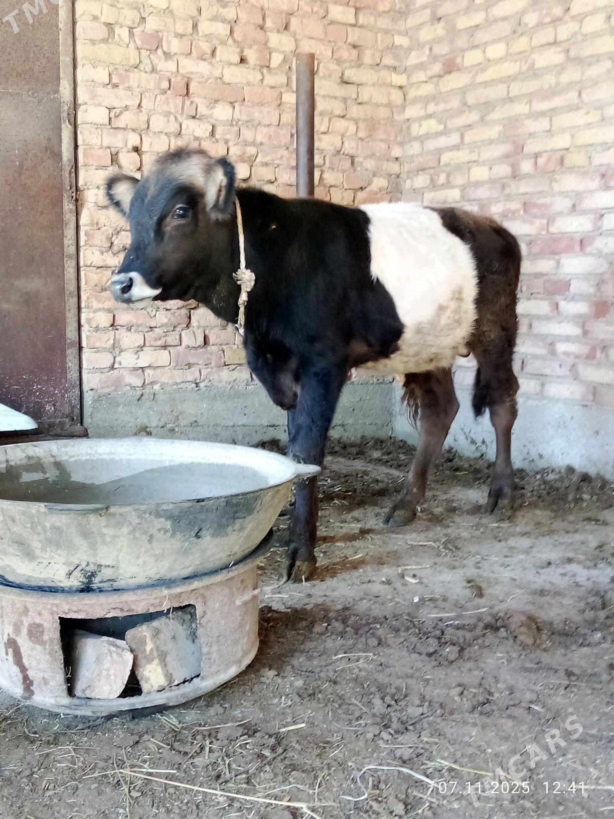 Öküz Gibrit Tohum 8 aýlyk - Gökdepe - img 6