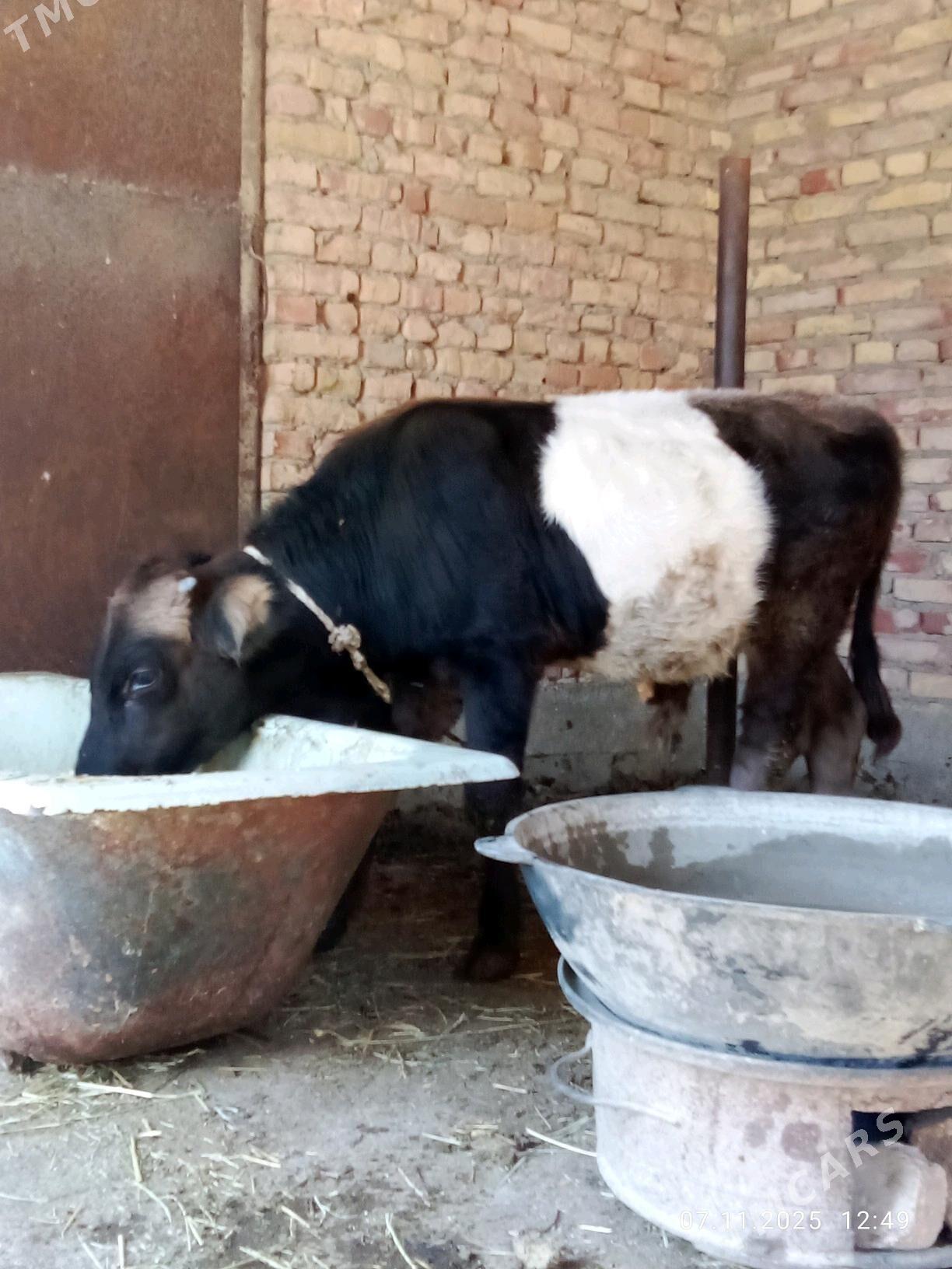 Öküz Gibrit Tohum 8 aýlyk - Gökdepe - img 4