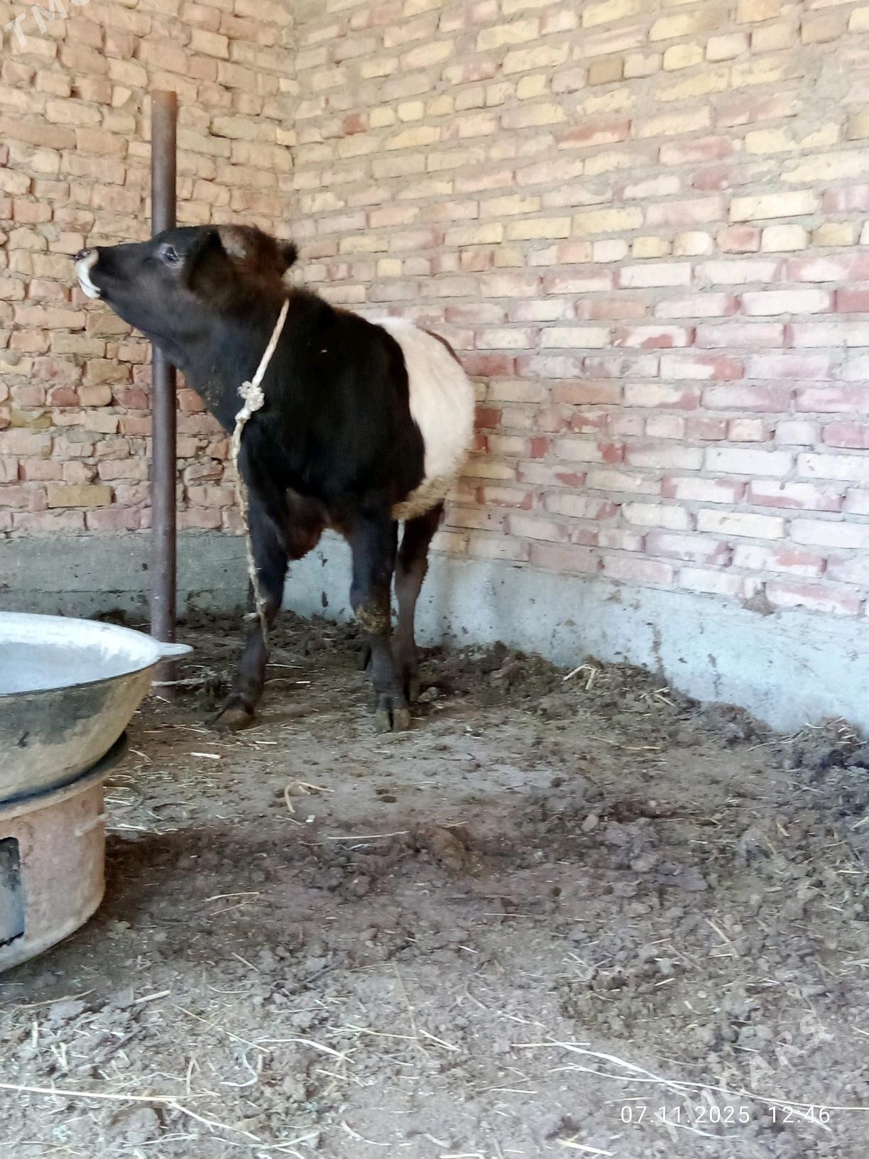 Öküz Gibrit Tohum 8 aýlyk - Gökdepe - img 5