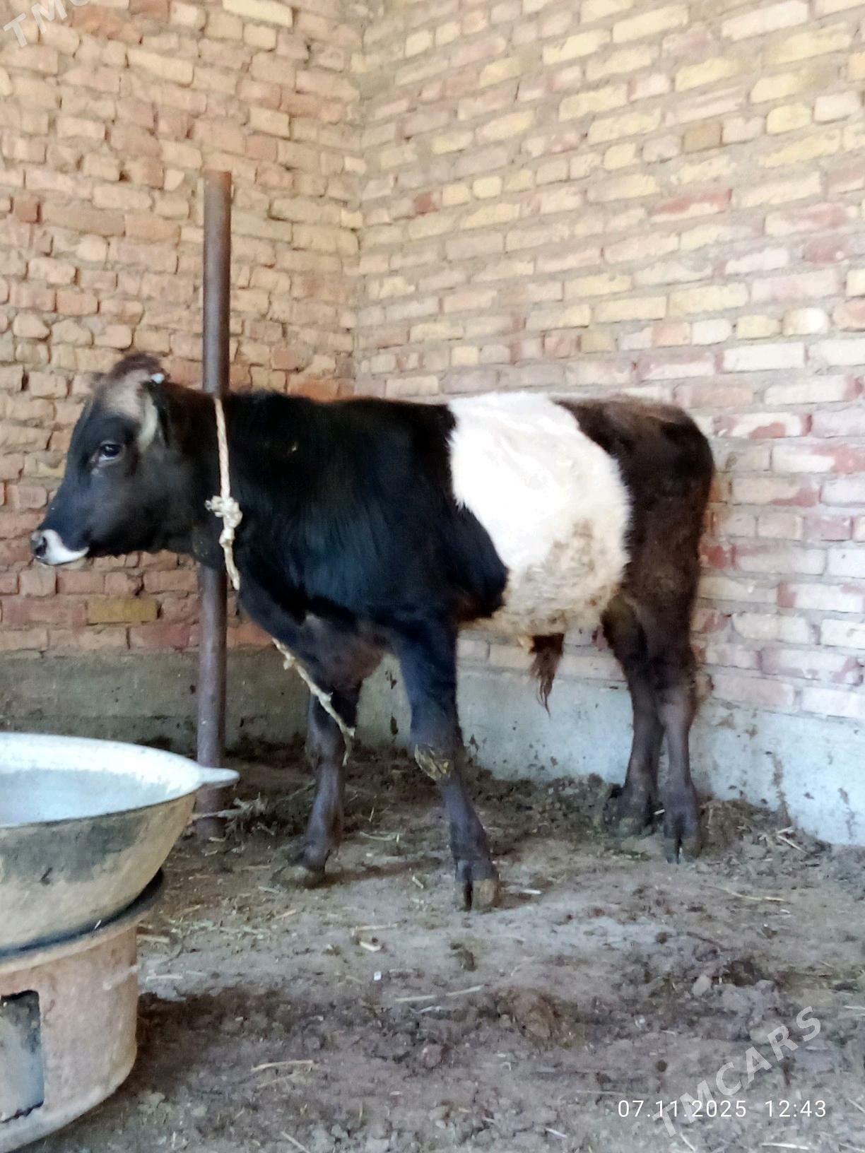 Öküz Gibrit Tohum 8 aýlyk - Gökdepe - img 9