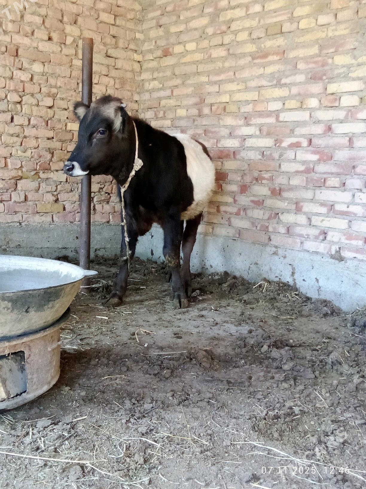 Öküz Gibrit Tohum 8 aýlyk - Gökdepe - img 8