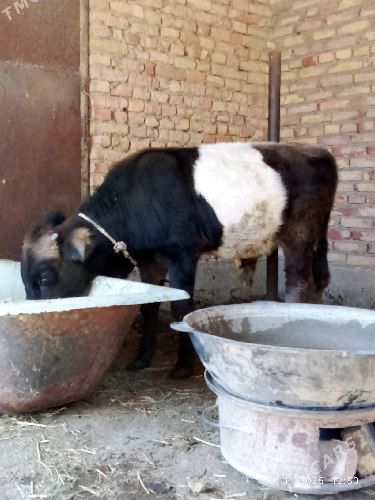 Öküz Gibrit Tohum 8 aýlyk - Gökdepe - img 7