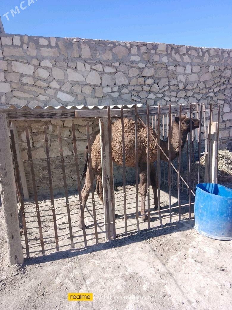 torumly düýe - Bereket - img 1