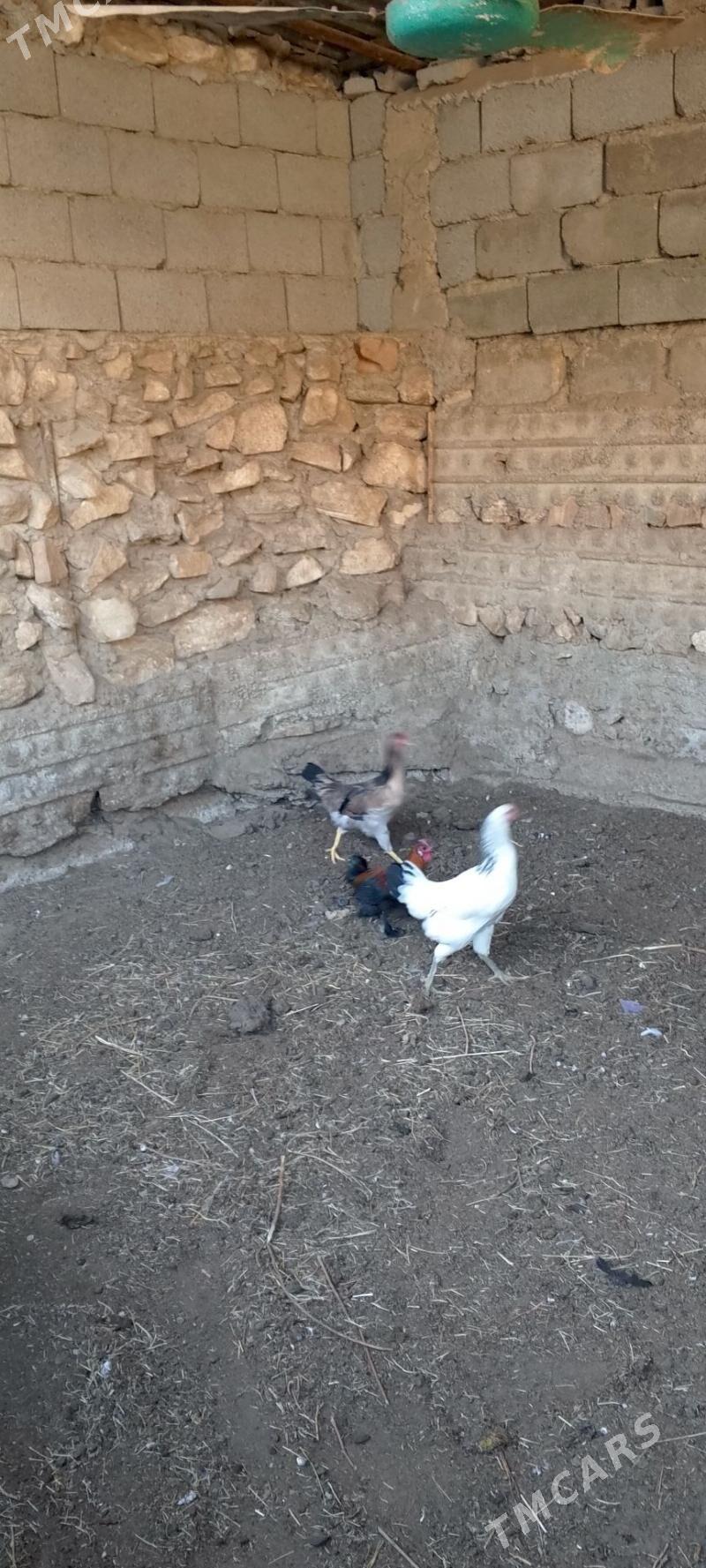 Armiyan towuk - Balkanabat - img 2