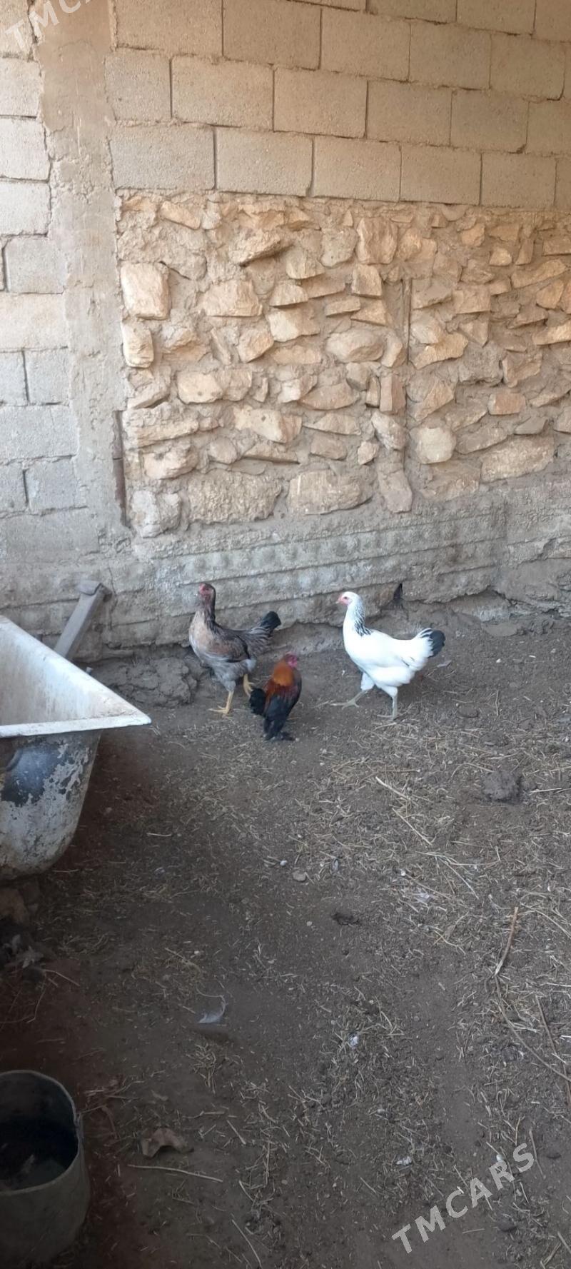 Armiyan towuk - Balkanabat - img 3