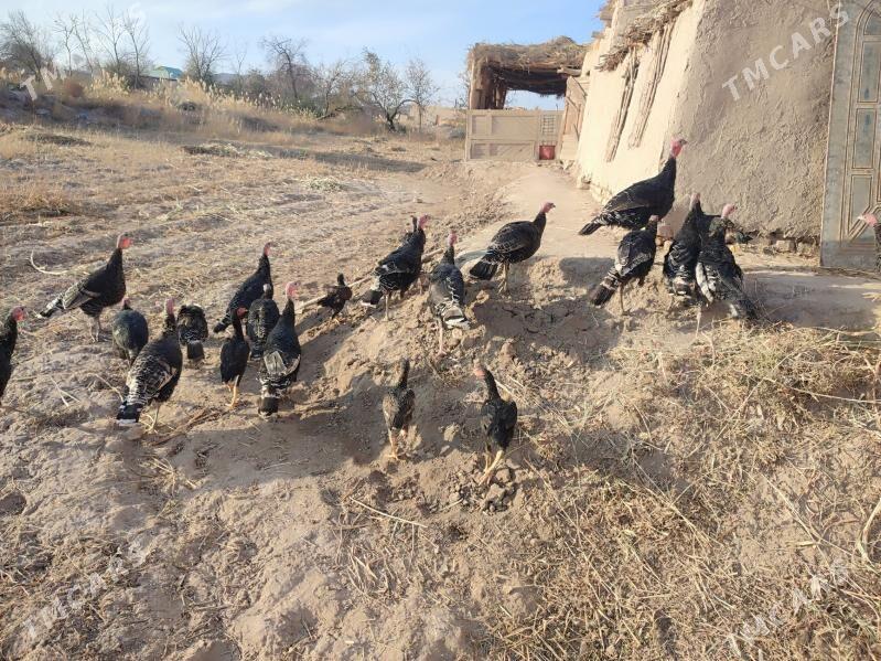 Induk. - Гурбансолтан Едже - img 2