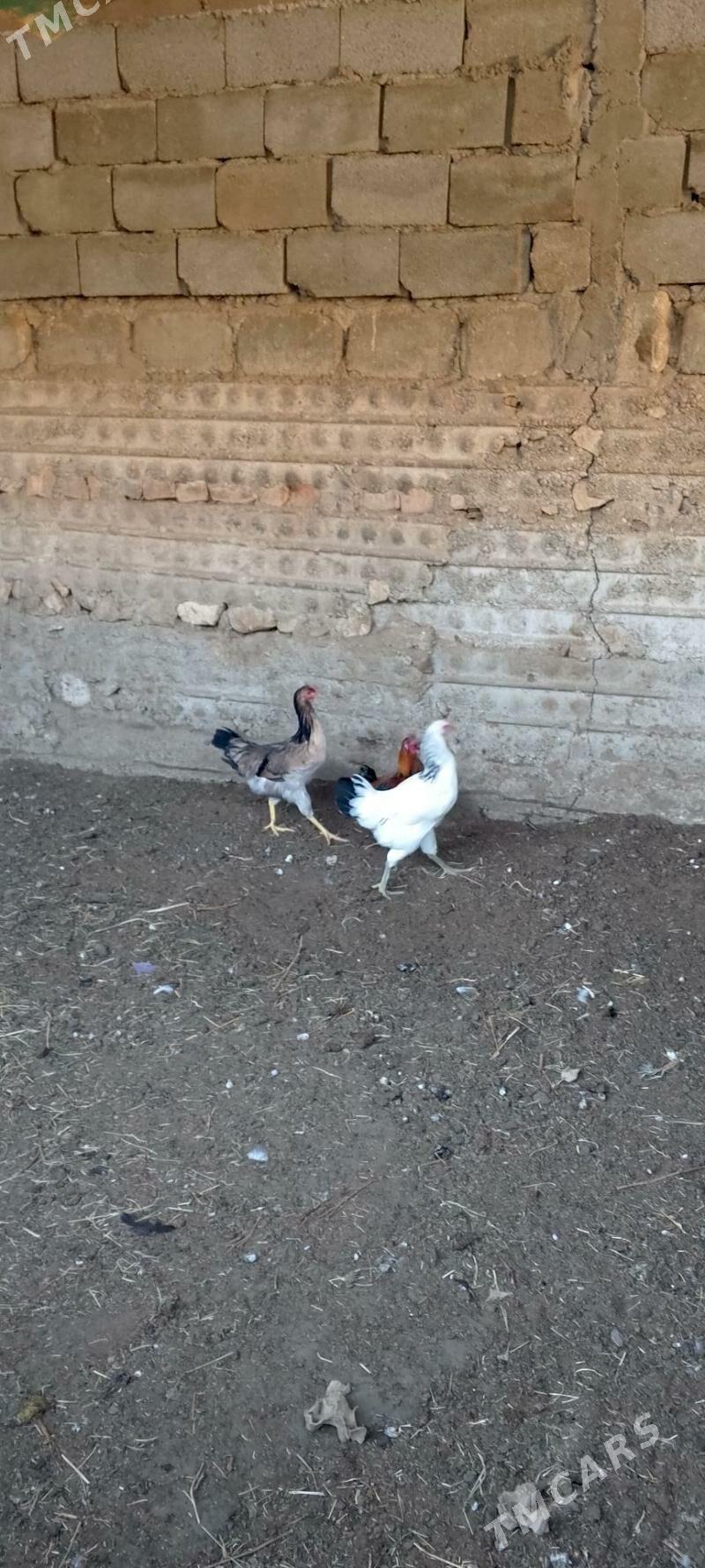 Armiyan towuk - Balkanabat - img 1