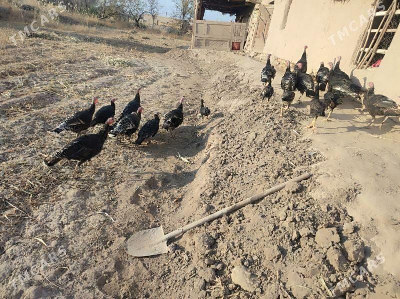 Induk. - Гурбансолтан Едже - img 4