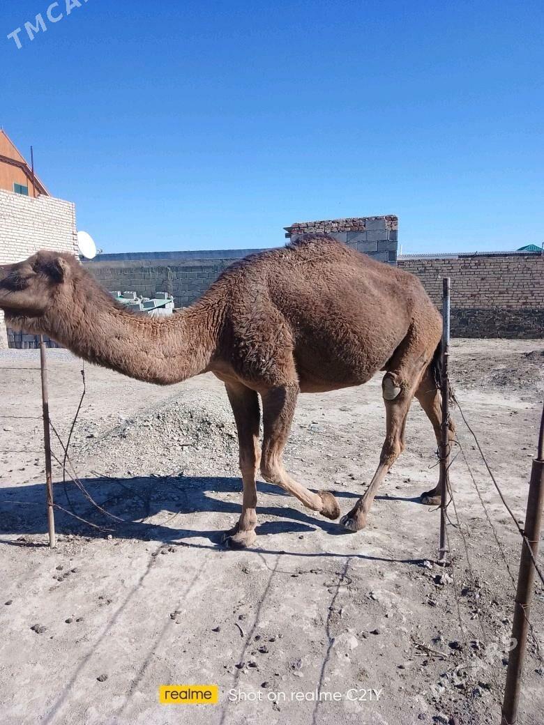 torumly düýe - Берекет - img 2