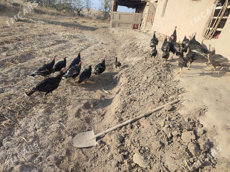 Induk. - Гурбансолтан Едже - img 1