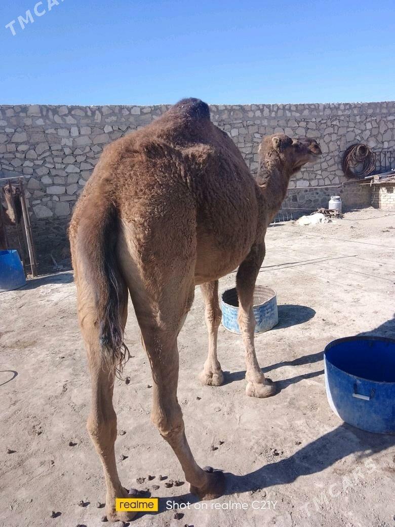 torumly düýe - Берекет - img 3